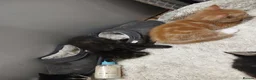 Mixed Breed cats for sale: Kittens ready for a new home in Birmingham - Advert 9