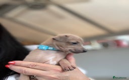 Italian Greyhound dogs for sale: Beautiful Italian Greyhound puppies - Image 4