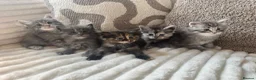 Ragcoon cats for sale: Gorgeous Mainecoon x ragdoll babies  - Advert 35