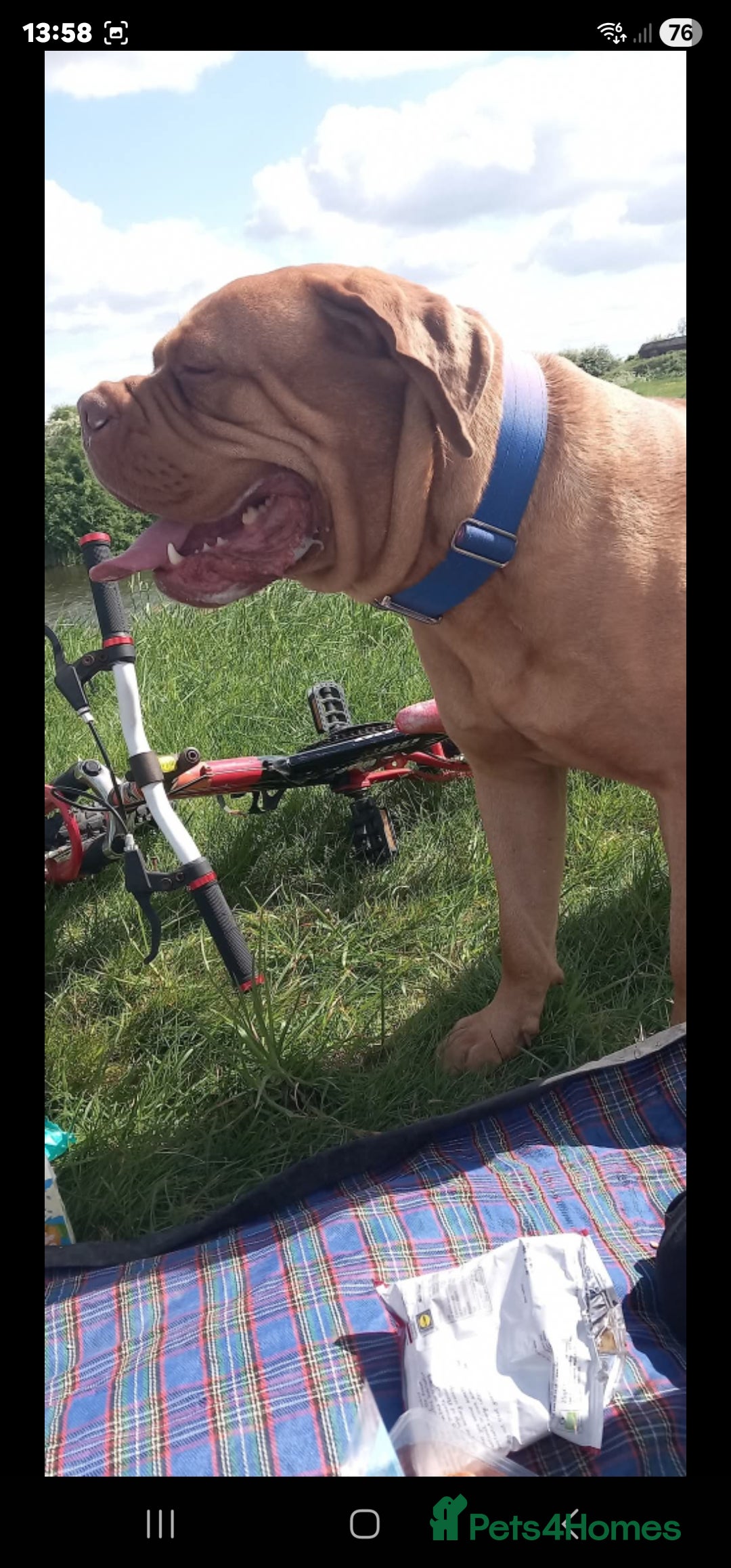 Dogue De Bordeaux dogs for sale: This is hooch male 3 years old  - Advert 4
