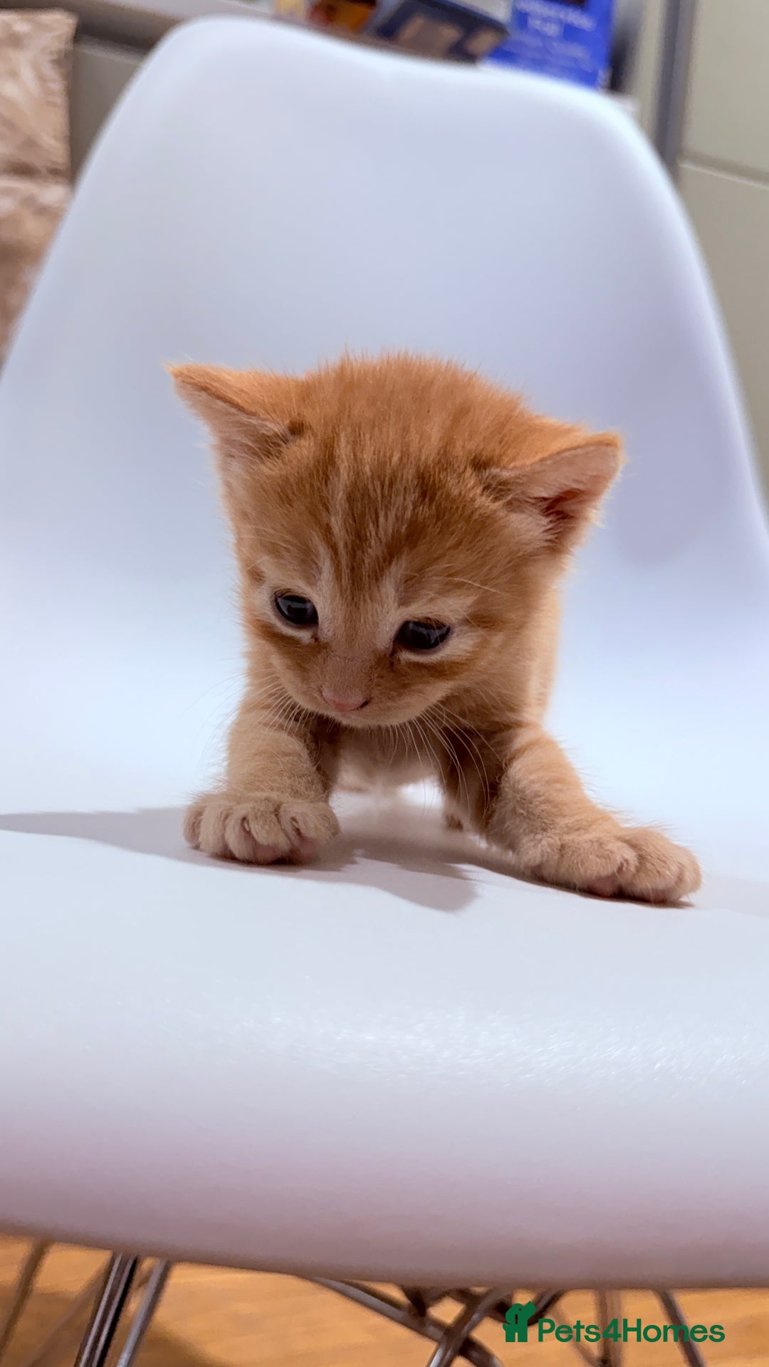 British Shorthair cats for sale: STUNNING 🤩 British Shorthair Queen 👑 litter  - Image 28