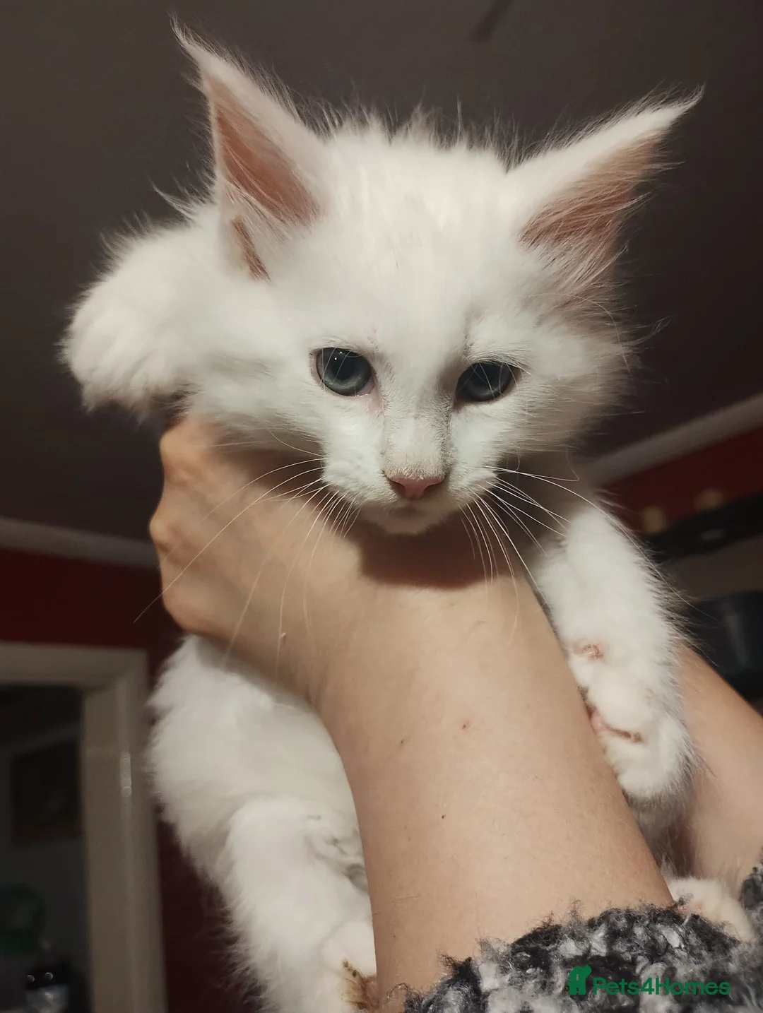 Maine Coon cats for sale: White Maine Coon boy left in Manchester - Advert 3