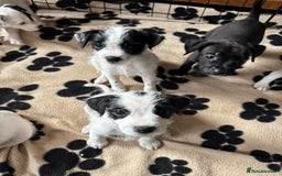 Mixed Breed dogs for sale: Border terrier x Patterdale terrier   - Image 22