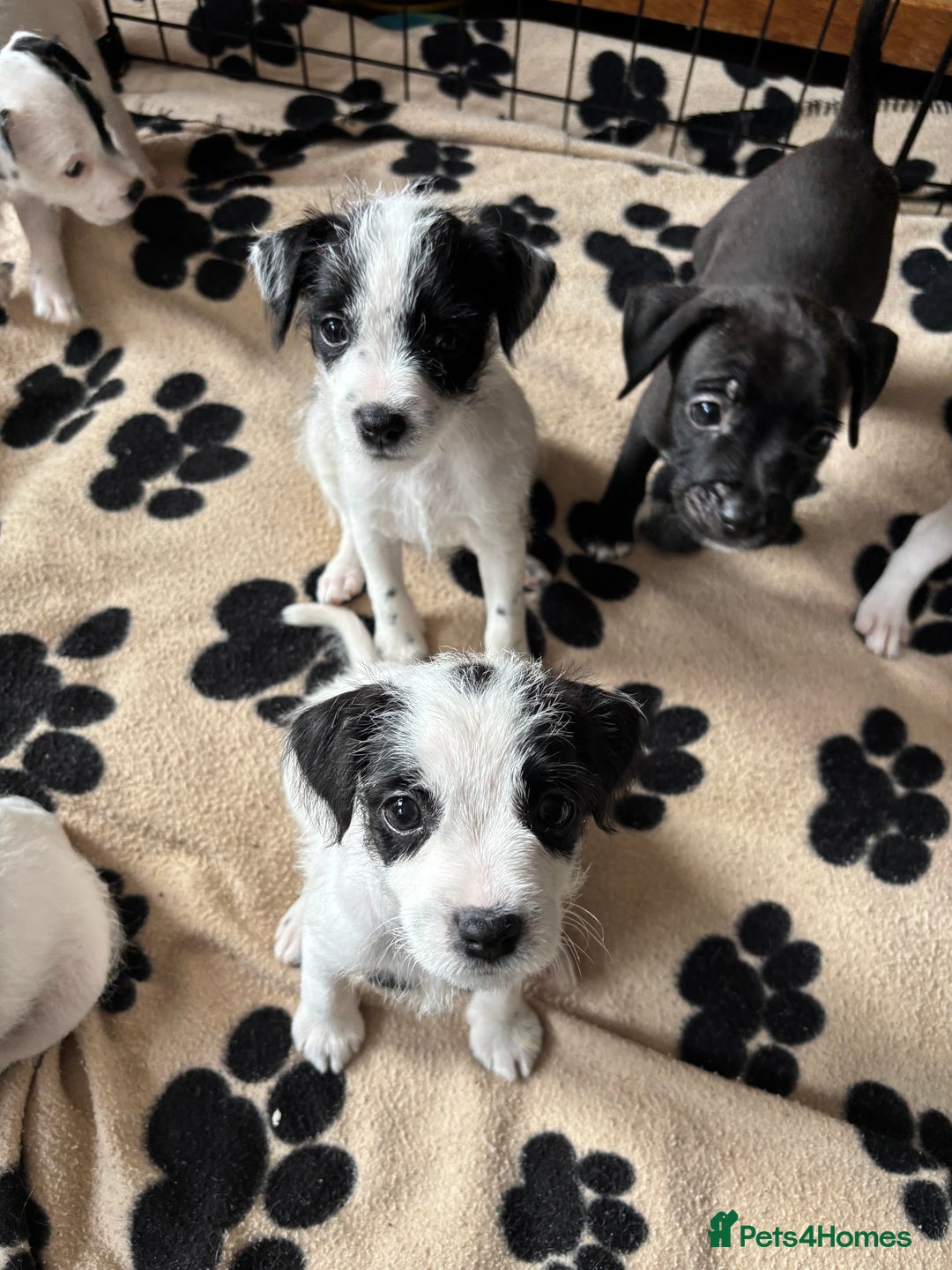 Mixed Breed dogs for sale: Border terrier x Patterdale terrier   - Image 22