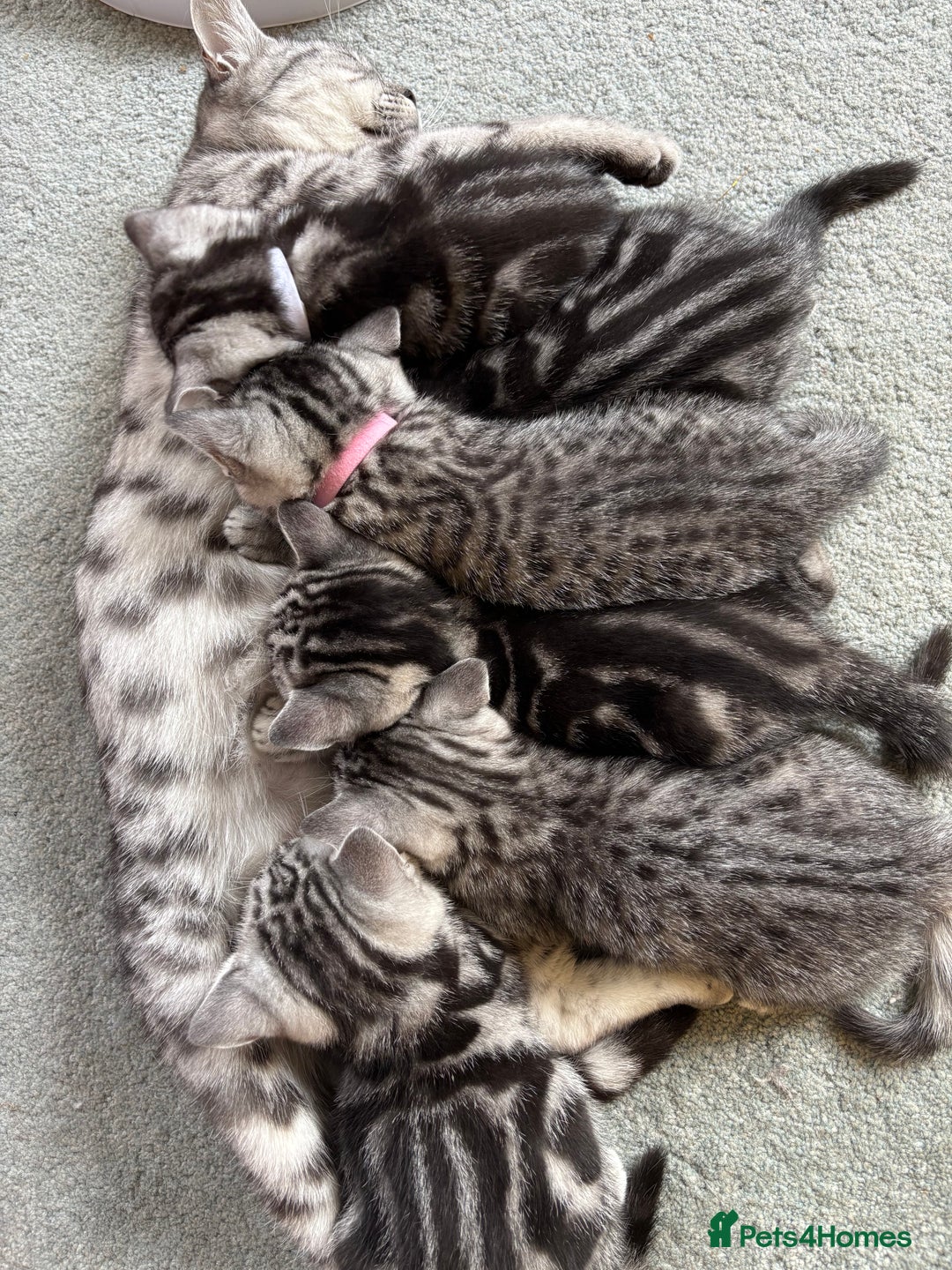 British Shorthair cats for sale: ❤️💙 GORGEOUS SILVER TABBY BSH CHAMPION LINES 💙❤️ - Image 22
