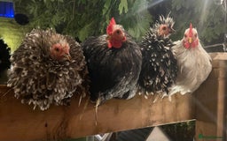 Netherland Dwarf rabbits for sale: Stunning Group of Young Pekin Bantams - Image 1