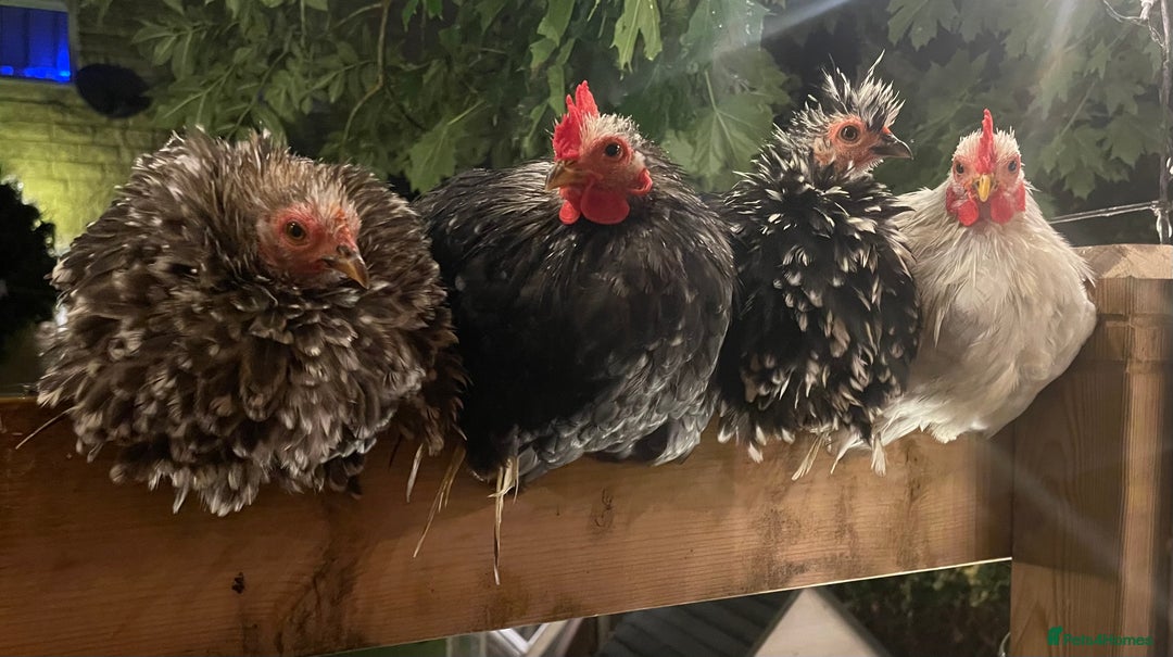 Netherland Dwarf rabbits for sale: Stunning Group of Young Pekin Bantams - Image 1