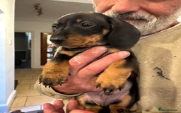 Miniature Dachshund dogs for sale: Miniature Dachshund Puppies  - Image 15