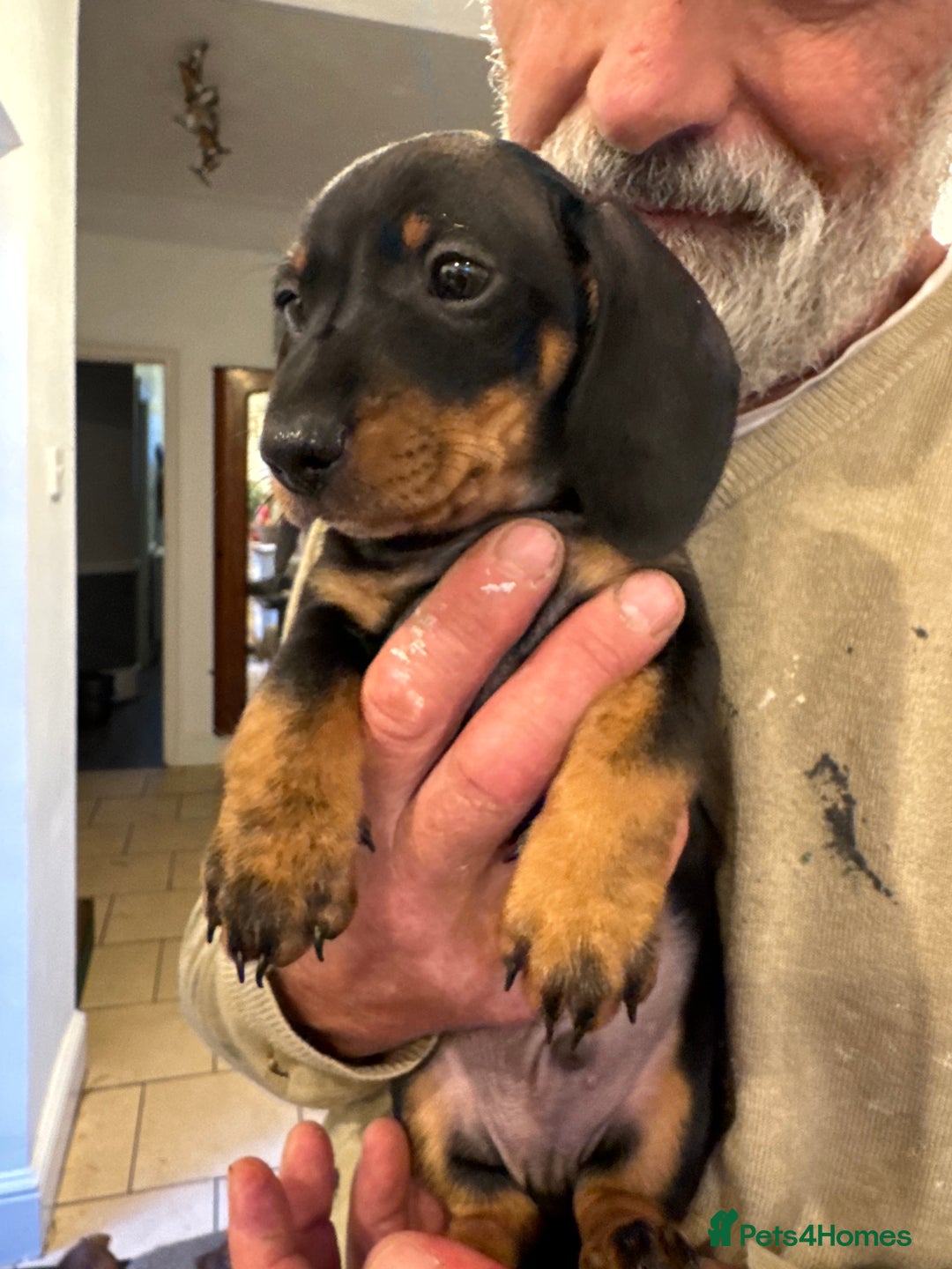 Miniature Dachshund dogs for sale: Miniature Dachshund Puppies  - Image 15