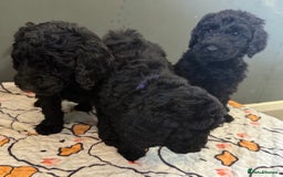 Labradoodle dogs for sale: F,1,B Standard labradoodles,READY FOR THERE HOMES  - Image 15