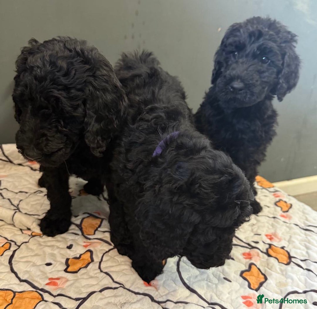 Labradoodle dogs for sale: F,1,B Standard labradoodles,READY FOR THERE HOMES  - Image 15