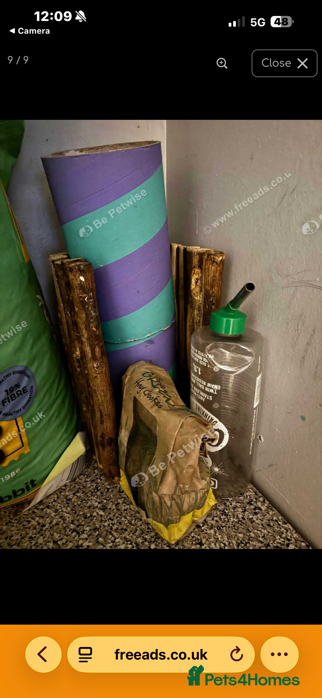 Silver Fox rabbits for sale: 2 bonded females  in Willenhall - Advert 5