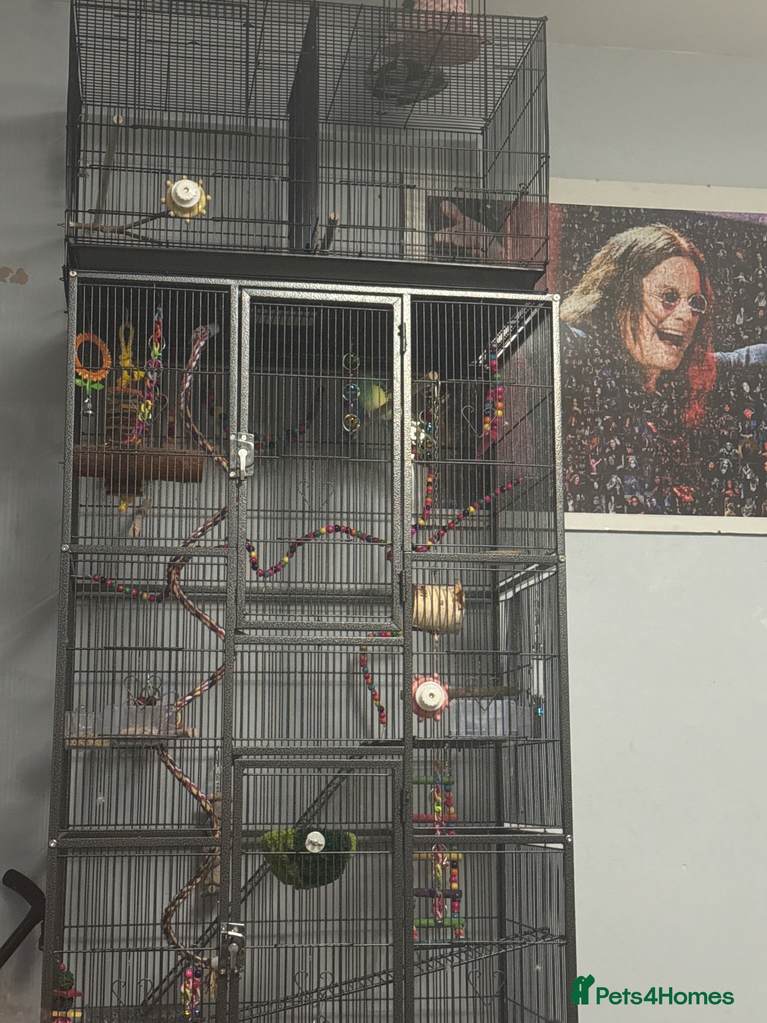 Budgerigars birds Budgies for rehoming - Advert 8
