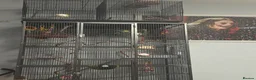 Budgerigars birds for sale: Budgies for rehoming (collection only) - Advert 1