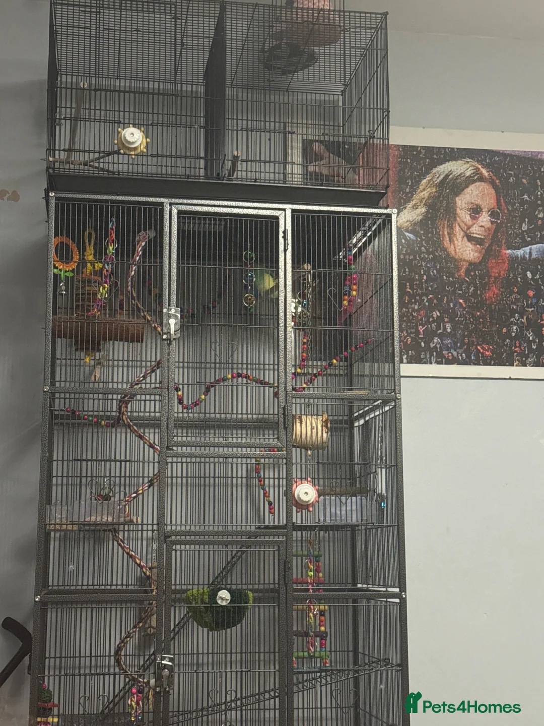Budgerigars birds for sale: Budgies for rehoming (collection only) - Advert 1