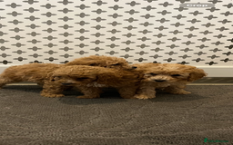 Cockapoo dogs for sale: Cockapoo F1B - Image 18