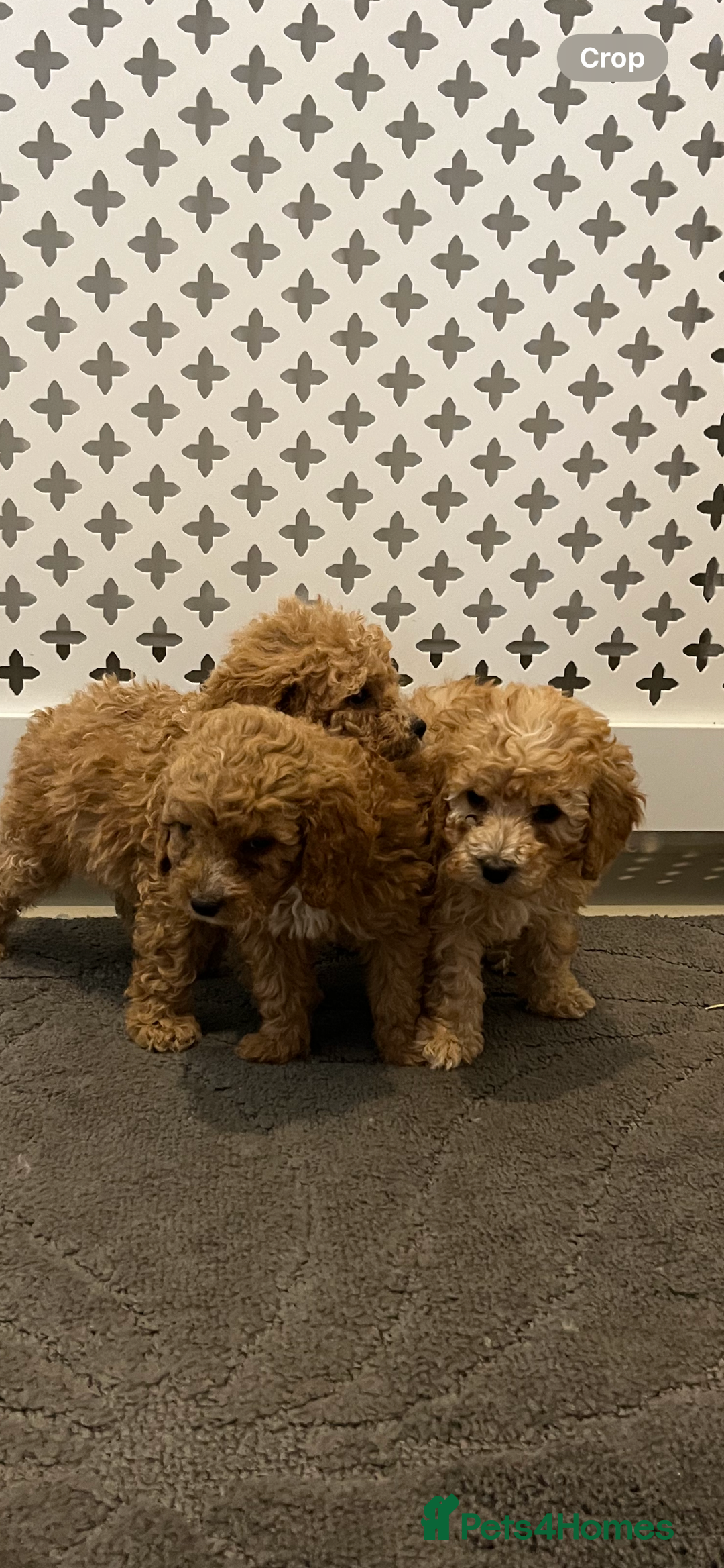Cockapoo dogs for sale: Cockapoo F1B - Image 18