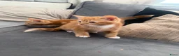 Mixed Breed cats for sale: Ginger and black kittens in Northampton - Advert 8