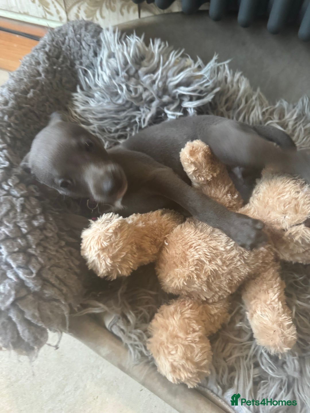Whippet dogs for sale: Beautiful KC Reg Blue Whippet puppies - Image 33