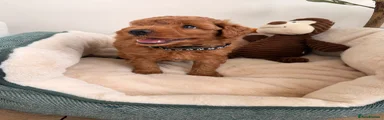 Poochon 1