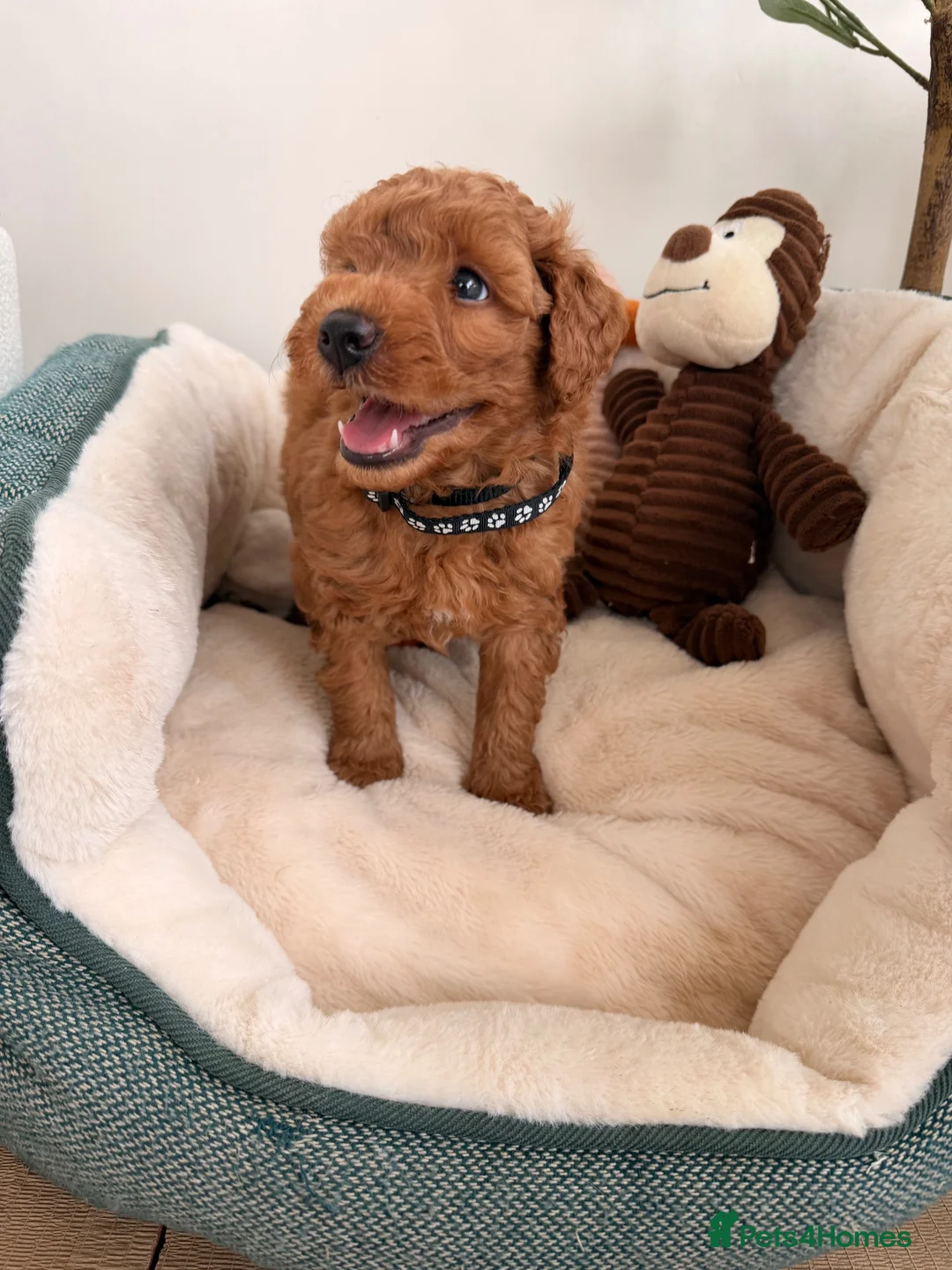 Poochon dogs for sale: ✨ Poochon Puppies  ✨ - Advert 2