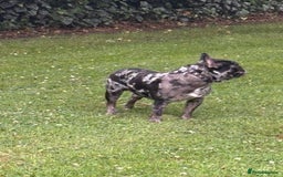 French Bulldog dogs for stud: Tri- Colour lilac Merle French Bulldog Stud - Image 2