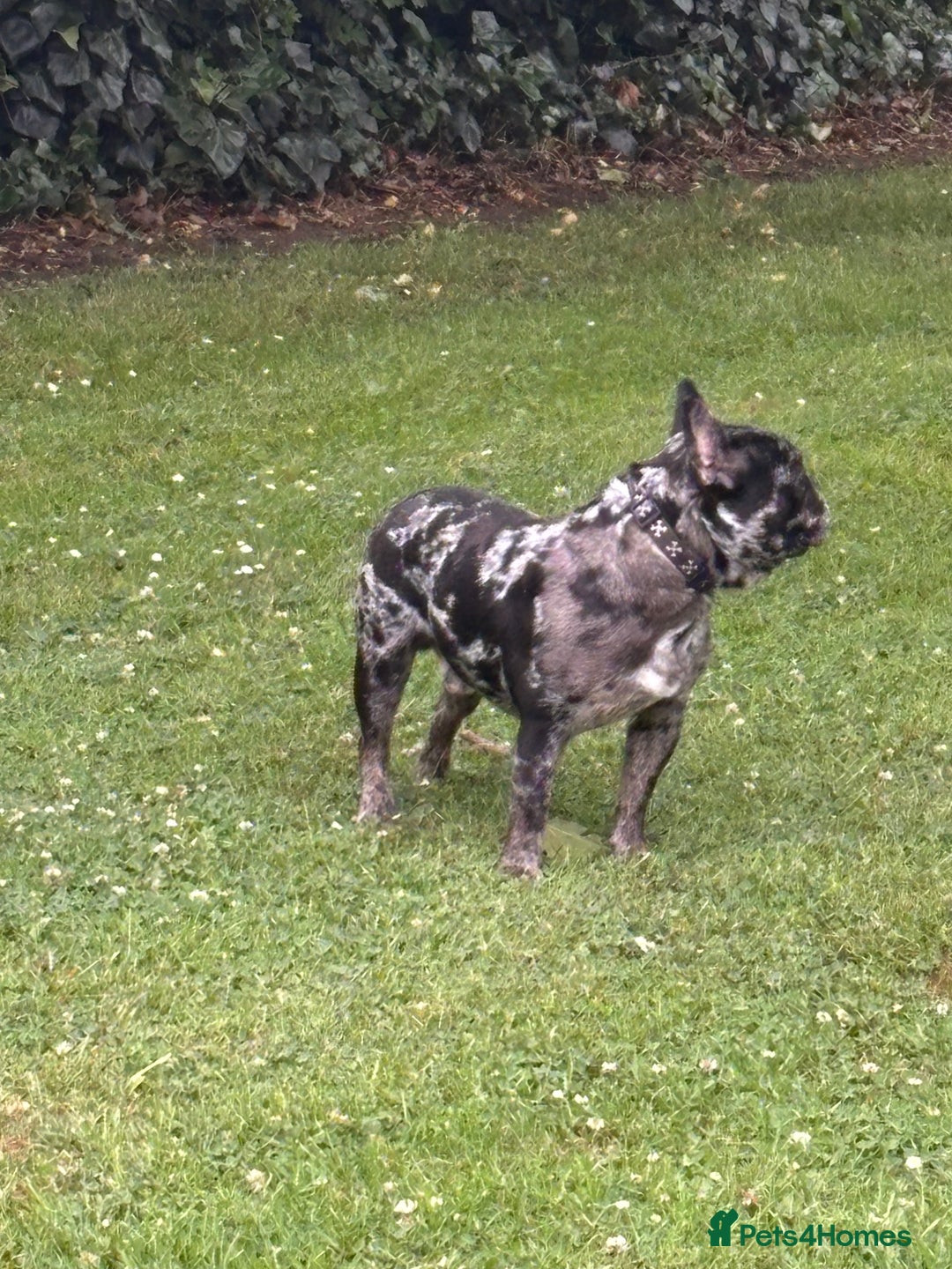 French Bulldog dogs for stud: Tri- Colour lilac Merle French Bulldog Stud - Image 2