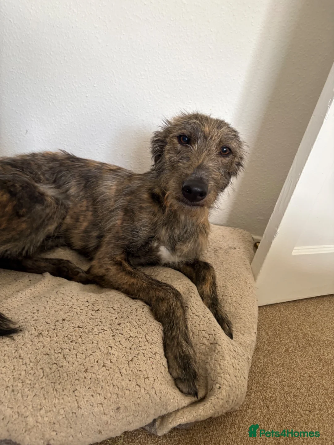 Mixed Breed dogs for sale: Frankie - Advert 1