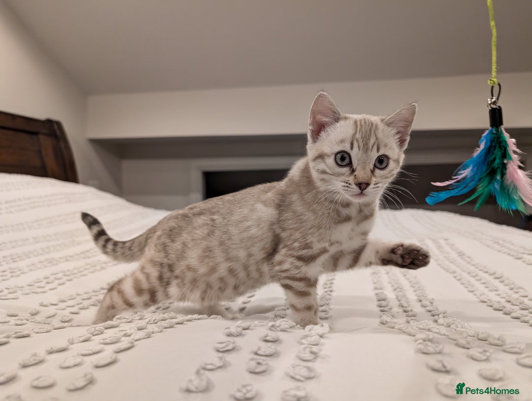 Bengal cats for sale: 🤍🩶 Stunning Snow Bengal Kittens 🩶🤍 - Advert 20