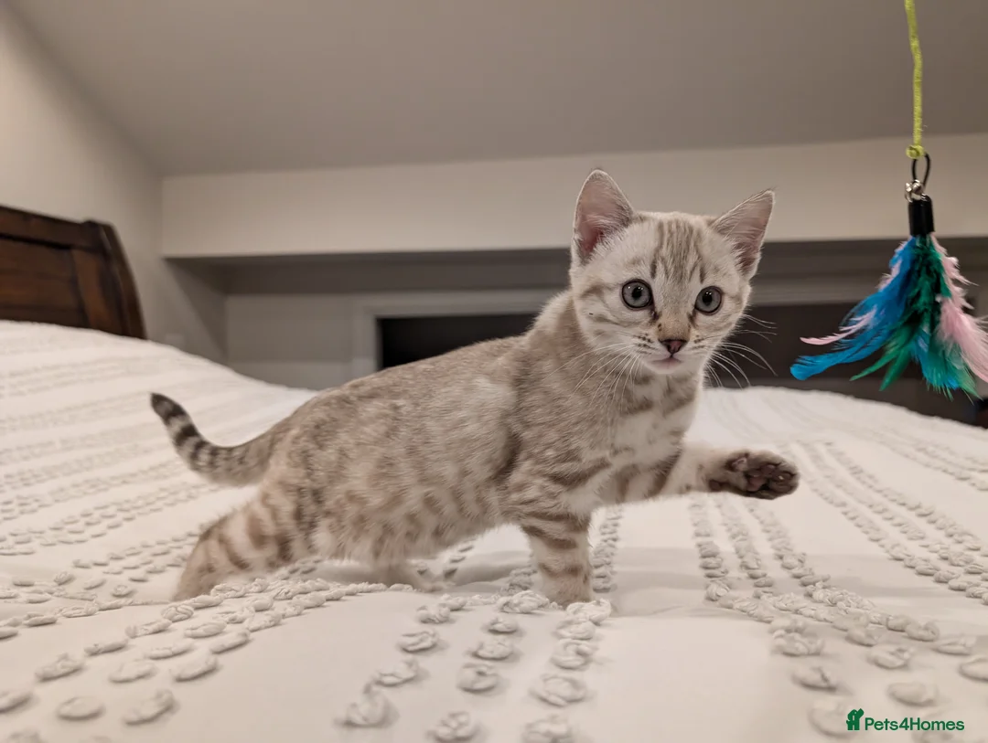 Bengal cats for sale: 🤍🩶 Stunning Snow Bengal Kittens 🩶🤍 - Advert 20