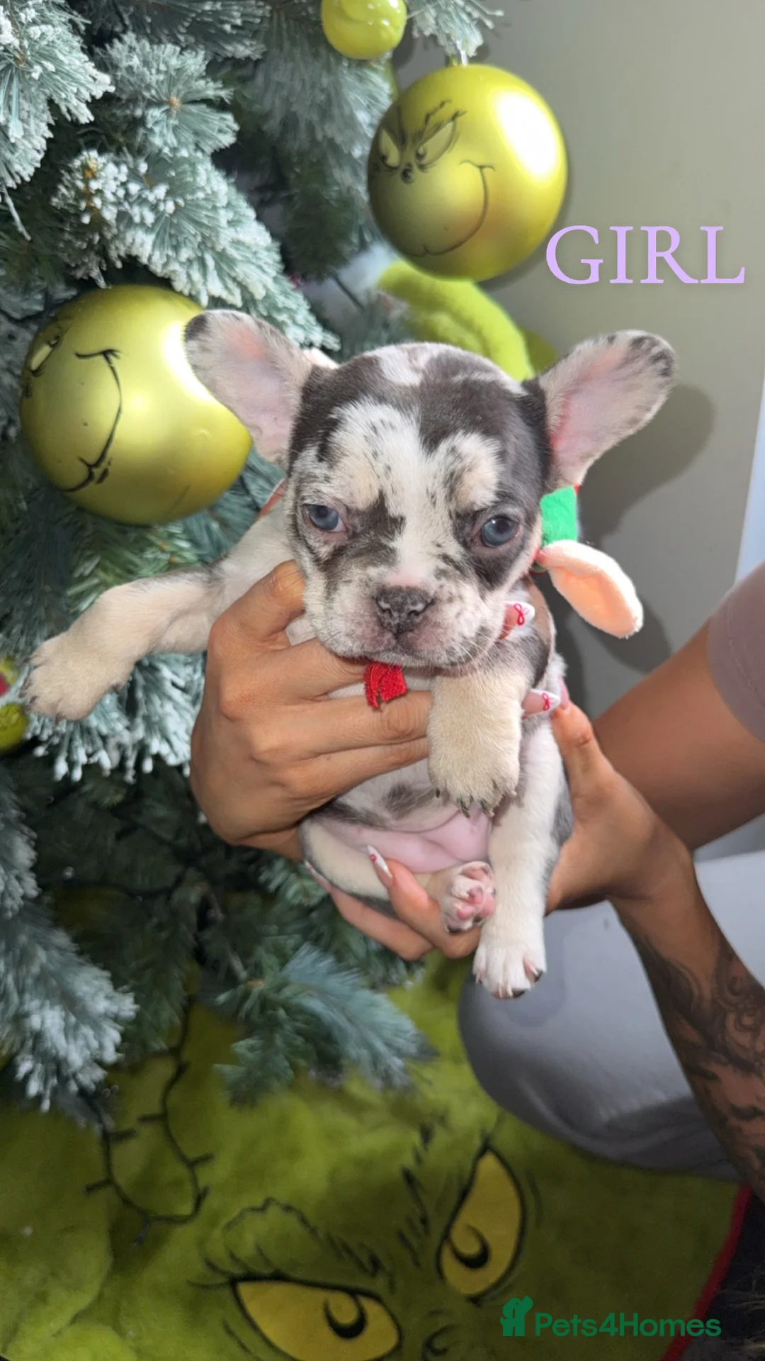 French Bulldog dogs for sale: ✨PRICE DROP!🐾3 Beautiful French Bulldog Puppies🐾 - Advert 5