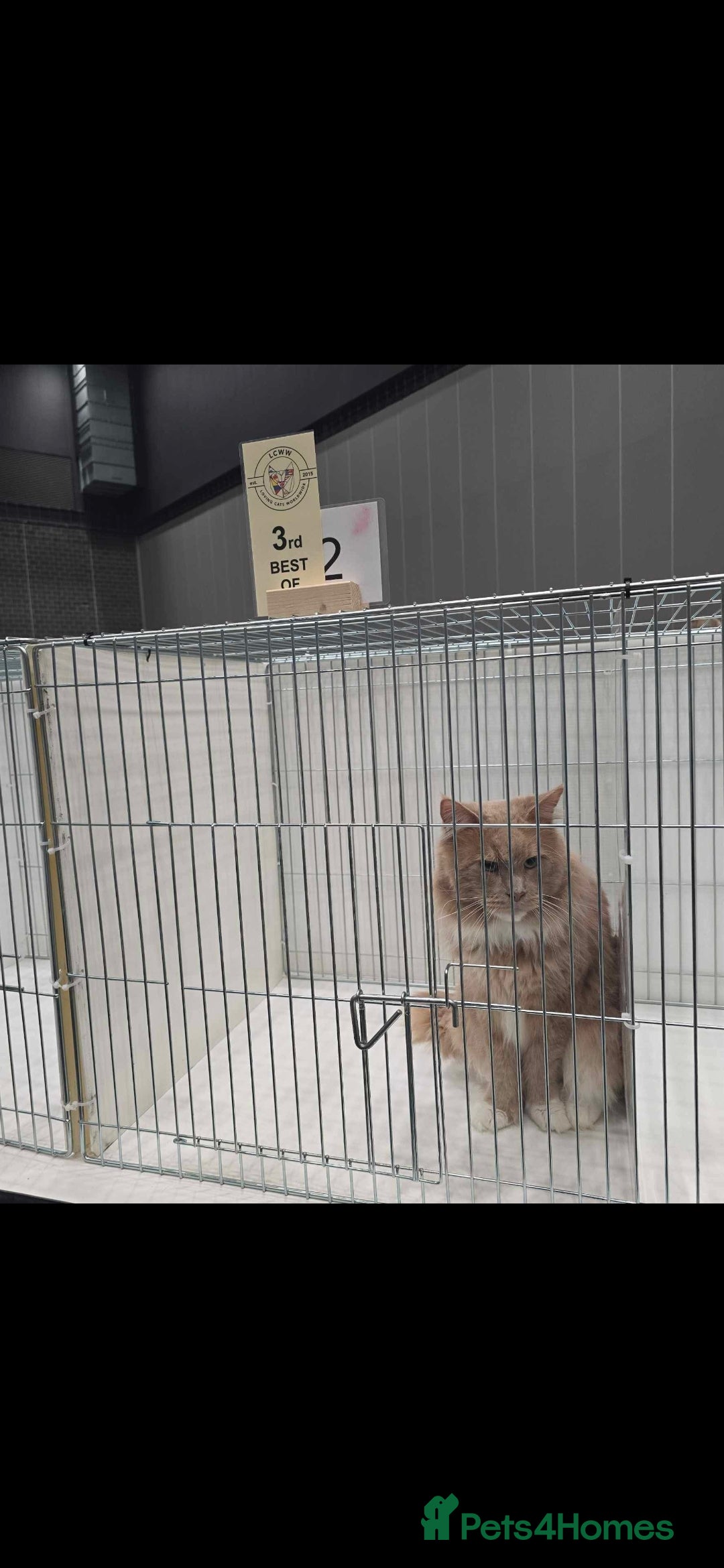 Maine Coon cats for sale: Ready now boys Mainecoon tica registered  - Image 19