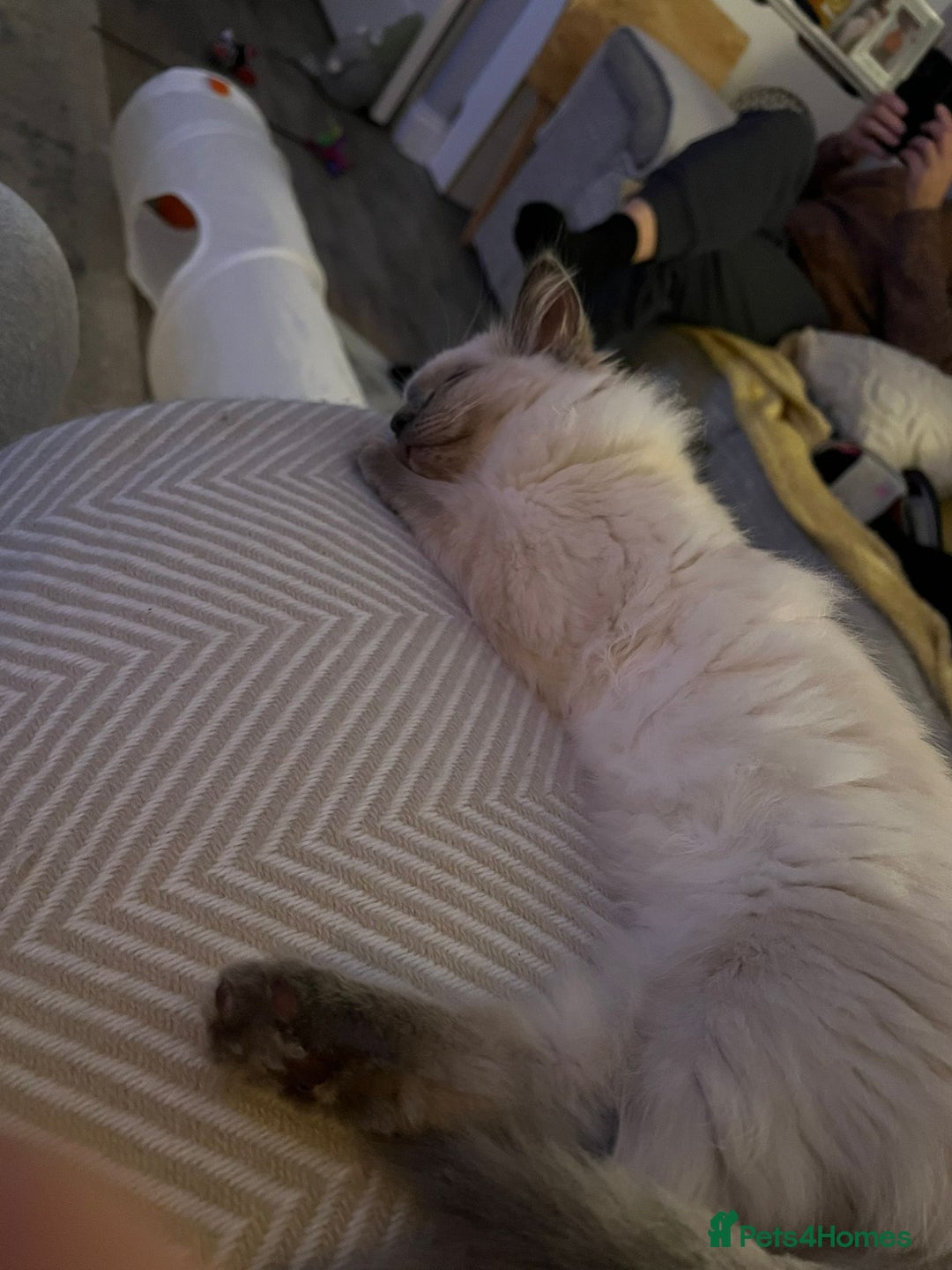 Ragdoll cats for sale: Thomas  - Image 5