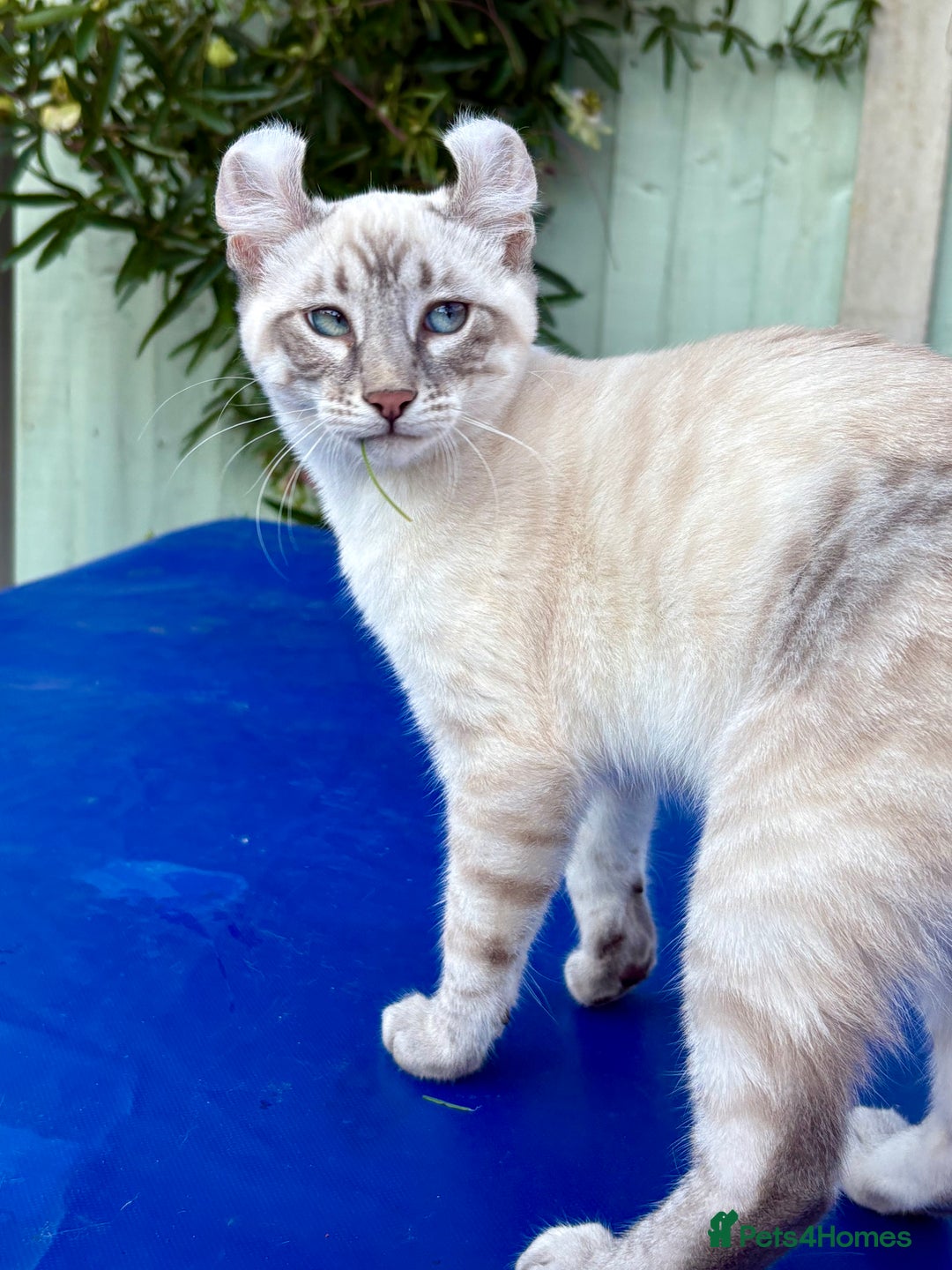 Bengal cats for sale: Stunning rare female  - Image 5