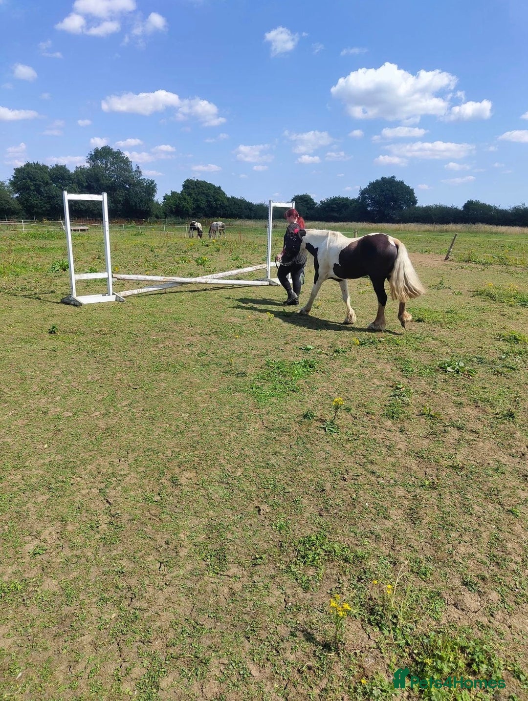 Irish Cob horses for sale: 14.2 5 year old mare in Stamford - Advert 10