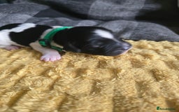 Sproodle dogs for sale: Beautiful F1 sproodle pups  - Image 9