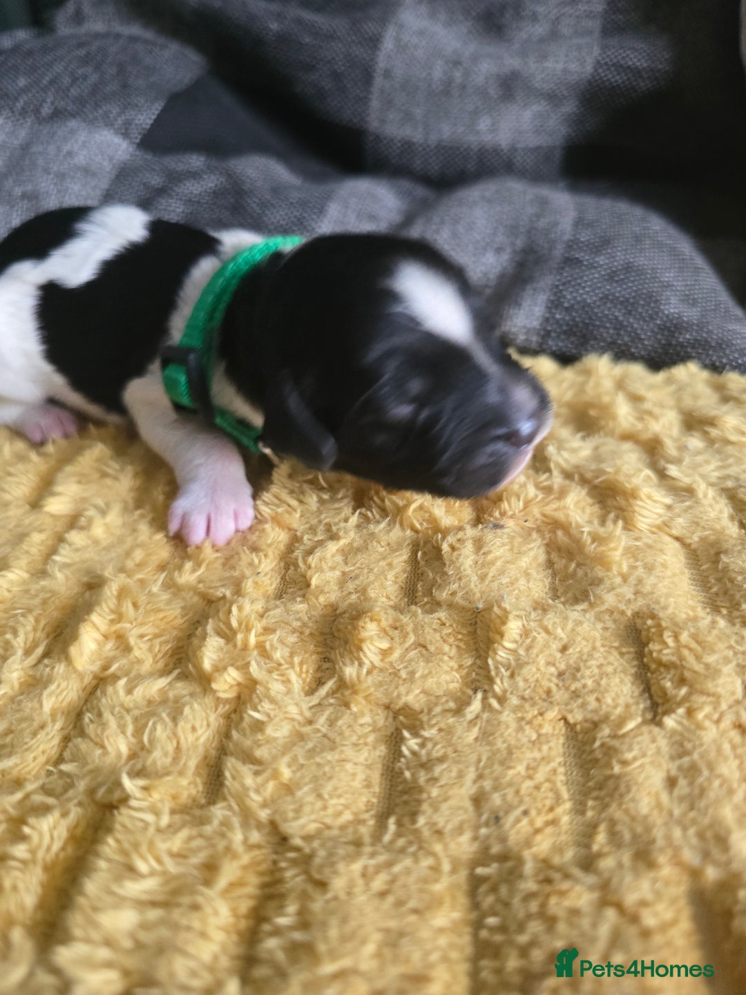 Sproodle dogs for sale: Beautiful F1 sproodle pups  - Image 9