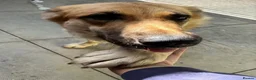 Saarloos Wolfdog dogs for sale: Stunning Low Content Wolfdog  - Advert 19