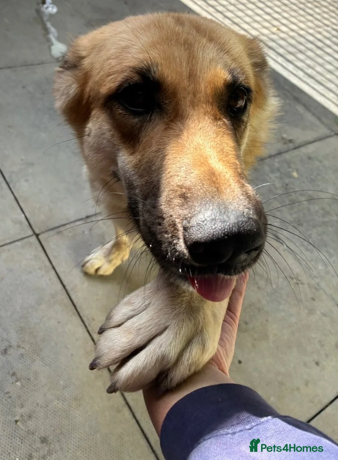 Saarloos Wolfdog dogs for sale: Stunning Low Content Wolfdog  - Advert 19