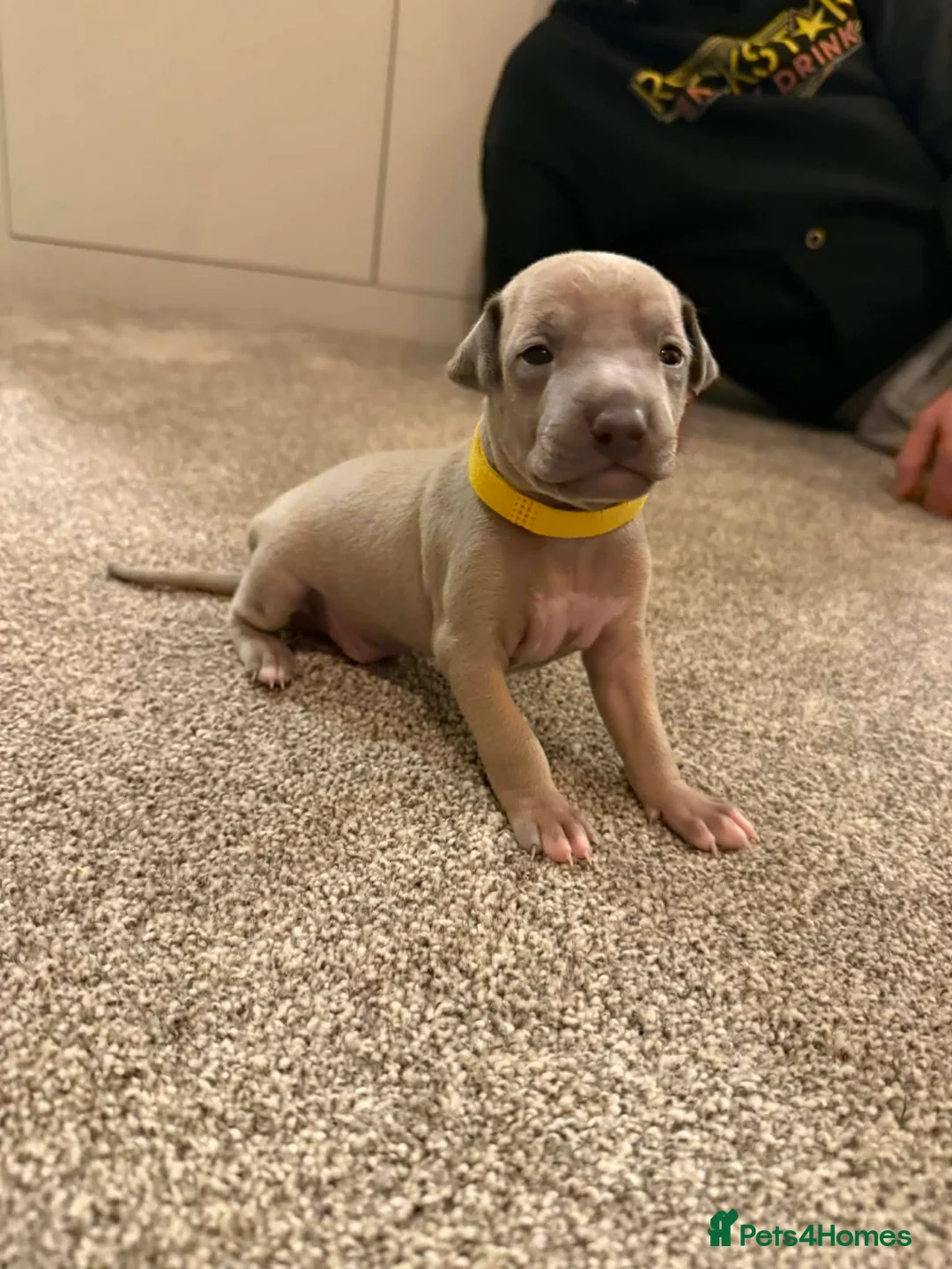 Italian Greyhound dogs for sale: Beautiful Italian Greyhound Puppies - Advert 2