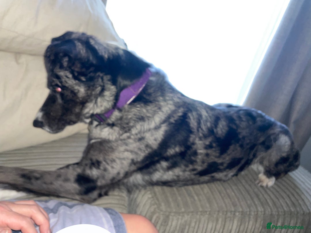 Mixed Breed dogs for sale: Border collie/Cocker Spaniel  - Image 30