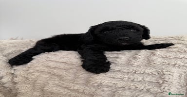 Cockapoo dogs - Advert 14