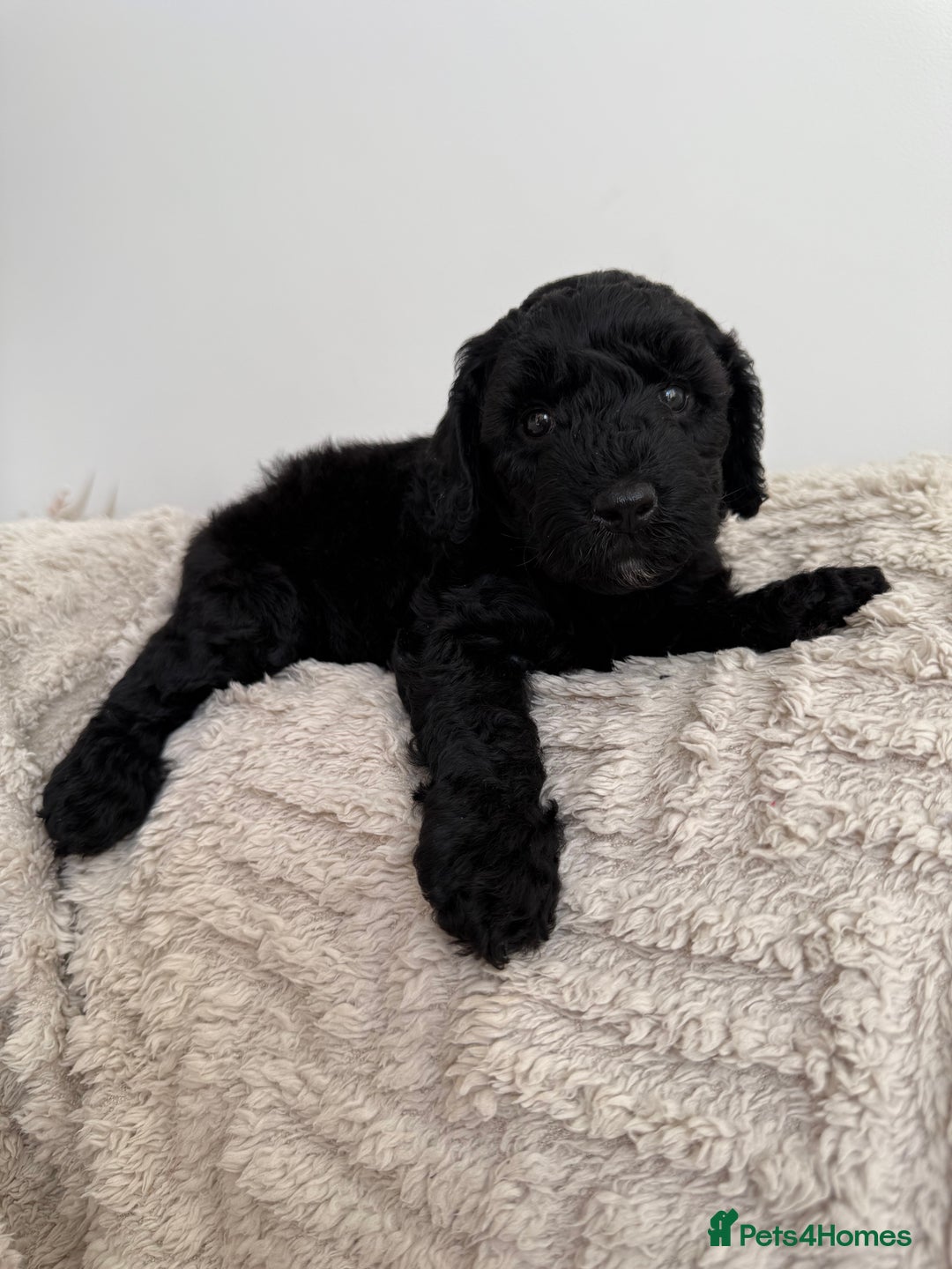 Cockapoo dogs for sale: Stunning F1B Merle Cockapoo Puppies!!!! - Image 25