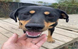 Mixed Breed dogs for adoption: Toffee and Treacle waiting for someone to love  - Image 9