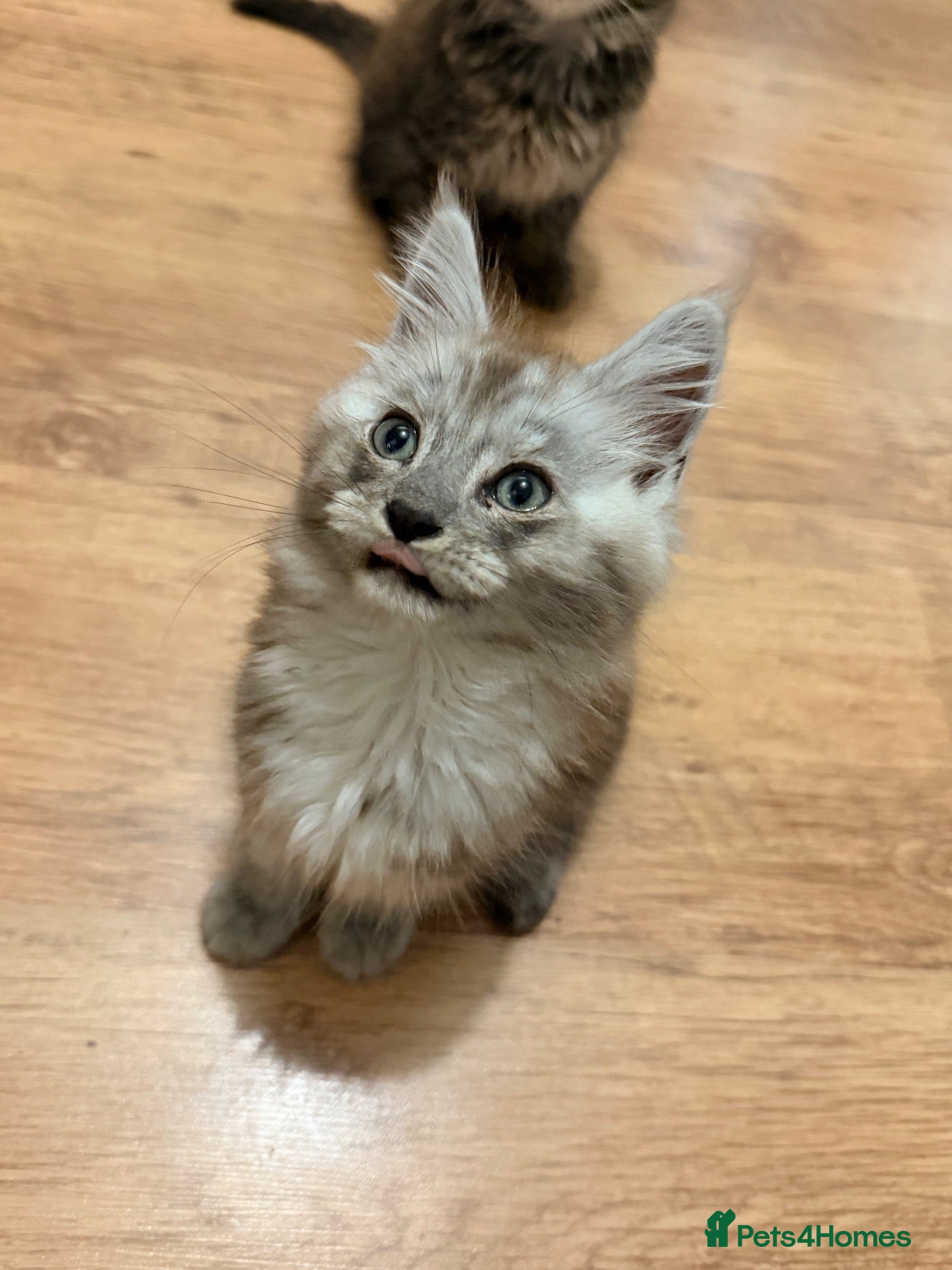 Maine Coon cats Maine coon boys and girls available now  - Advert 16