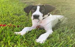 Great Dane dogs for sale: Female Great phone for Sale - Advert 2