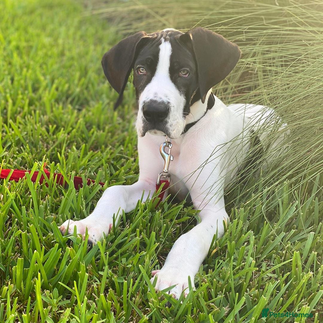 Great Dane dogs for sale: Female Great phone for Sale - Advert 2