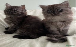 Mixed Breed cats for sale: Beautiful ghost grey kittens  - Image 1