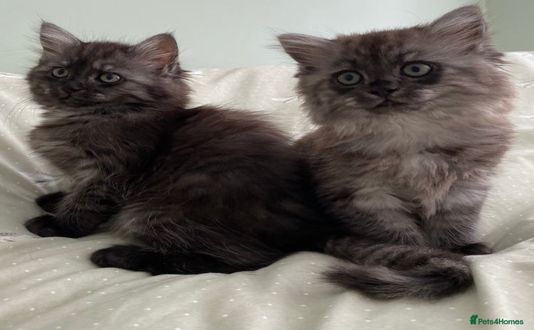 Mixed Breed cats - Advert 10