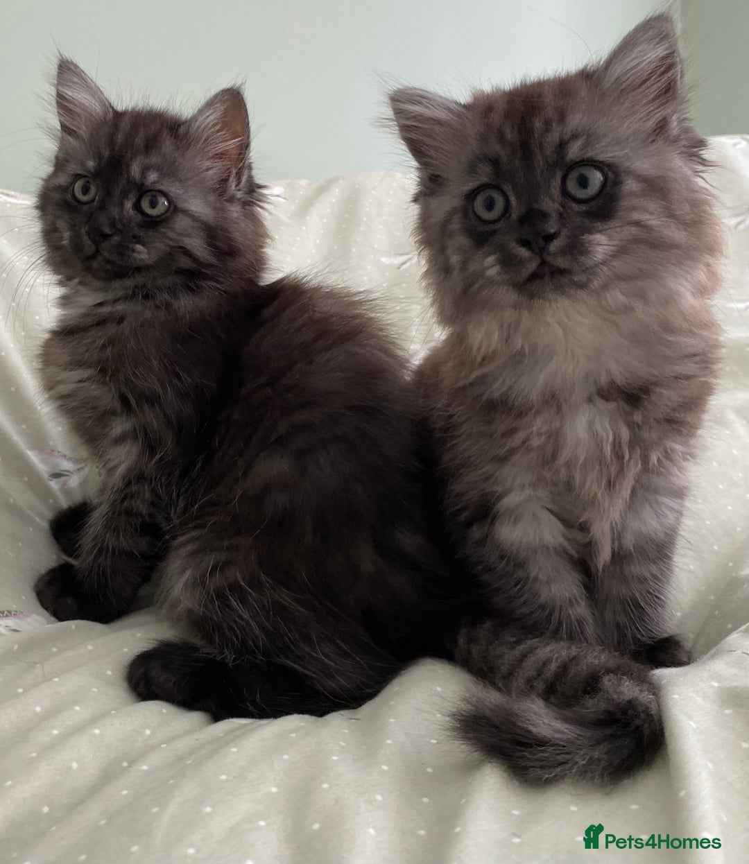 Mixed Breed cats for sale: Beautiful ghost grey kittens  - Image 1